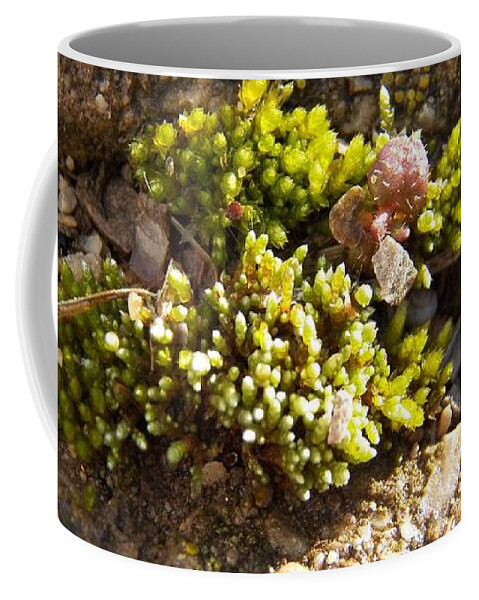 Moss Coffee Mug featuring the photograph Moss and Pebbles by Corinne Elizabeth Cowherd