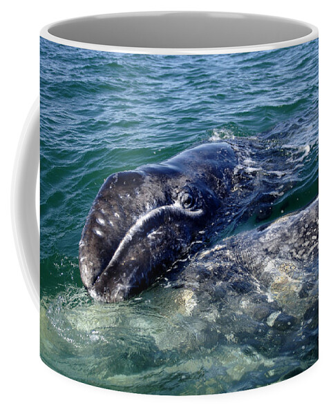 Grey Whale Coffee Mug featuring the photograph Mother Grey Whale and baby calf by David Shuler