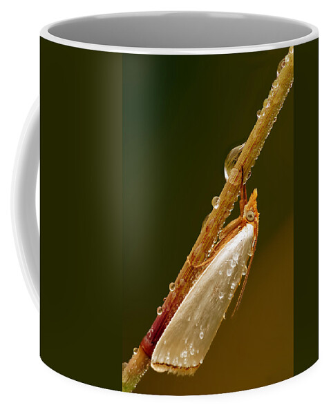 Macro Coffee Mug featuring the photograph Mother-of-Peal Moth by Robert Charity