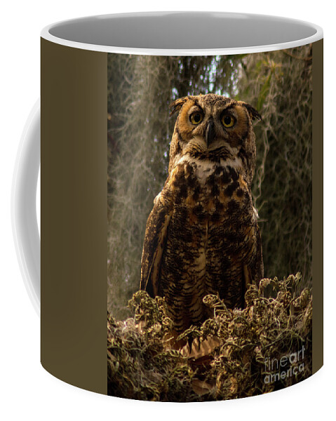 Owl Coffee Mug featuring the photograph Mother Owl Posing by Jane Axman