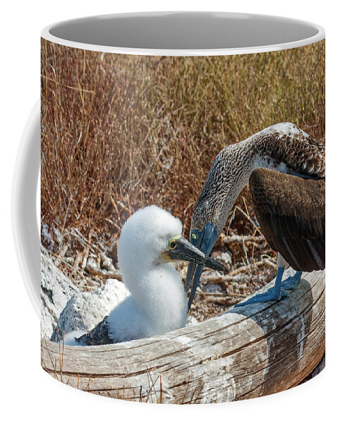 Blue-footed Boobies Coffee Mug featuring the photograph Mother Preening Chick by Sally Weigand