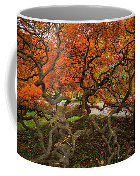 Mount Coffee Mug featuring the photograph Mount Auburn Cemetery Beautiful Japanese Maple Tree Orange Autumn Colors Branches by Toby McGuire