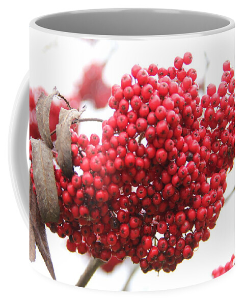Mountain Ash Coffee Mug featuring the photograph Mountain Ash Berries by Allen Nice-Webb