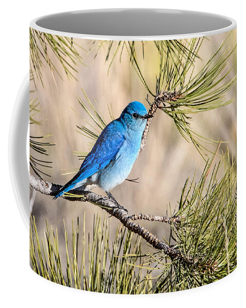 Colorado Coffee Mug featuring the photograph Mountain Bluebird in a Pine by Dawn Key