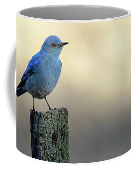Apache-sitgreaves Nf Coffee Mug featuring the photograph Mountain Bluebird on Wood Fence Post by Mary Lee Dereske