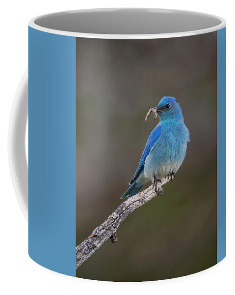 Mark Miller Photos Coffee Mug featuring the photograph Mountain Bluebird with Worm by Mark Miller
