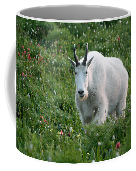 Mountain Goat Coffee Mug featuring the photograph Mountain Goat and Wildflowers by Brett Pelletier
