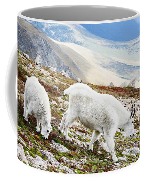 Mountain Coffee Mug featuring the photograph Mountain Goats 1 by Marilyn Hunt