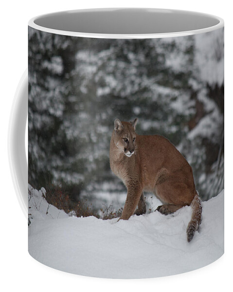 Animal Coffee Mug featuring the photograph Mountain Lion 7447 by Teresa Wilson