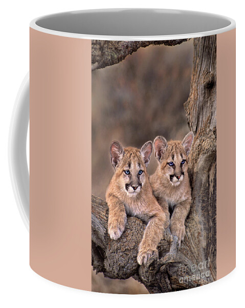 Dave Welling Coffee Mug featuring the photograph Mountain Lion Cubs Felis Concolor Captive by Dave Welling