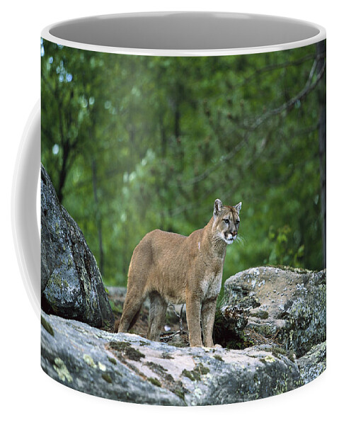 00197766 Coffee Mug featuring the photograph Mountain Lion by Konrad Wothe