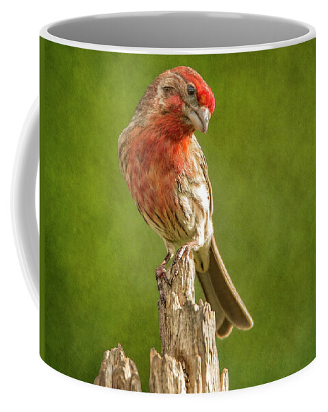 Chordata Coffee Mug featuring the photograph Mr Finch Looking Handsome by Bill and Linda Tiepelman
