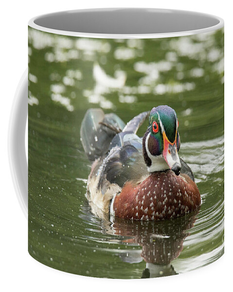 Wood Duck Coffee Mug featuring the photograph Mr Red Eye by Nikki Vig