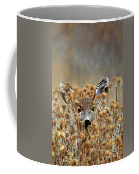 Dave Welling Coffee Mug featuring the photograph Mule Deer Odocoileus Hemionus Wild California by Dave Welling