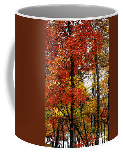 Fall Coffee Mug featuring the photograph Multi-colored Leaves by Barbara Bowen