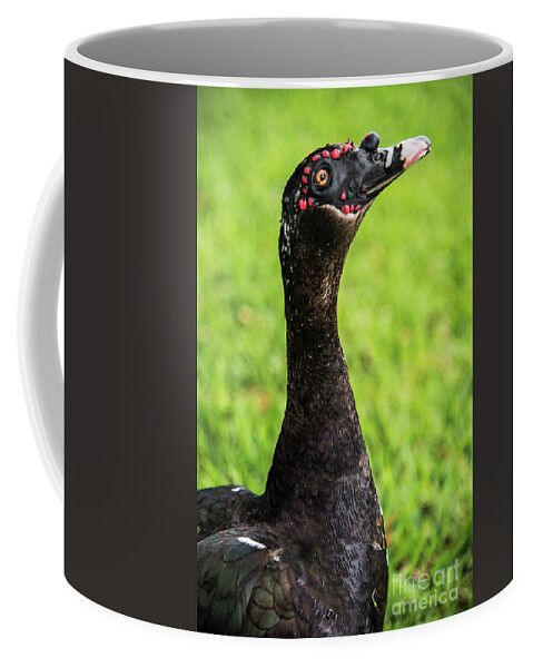 Muscovy Coffee Mug featuring the photograph Muscovy Duck-0271 by Steve Somerville