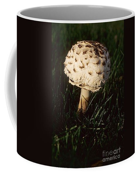 Mushrooms Coffee Mug featuring the photograph Mushrooms VI by Sharon Elliott