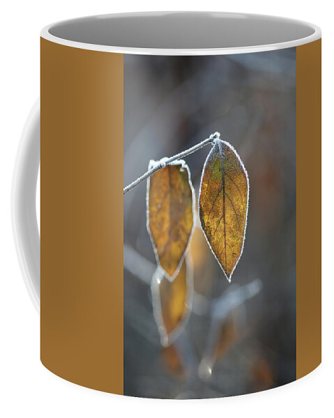 Mustard Yellow Coffee Mug featuring the photograph Mustard Yellow and Brown Fall Leaves on Gray by Brooke T Ryan