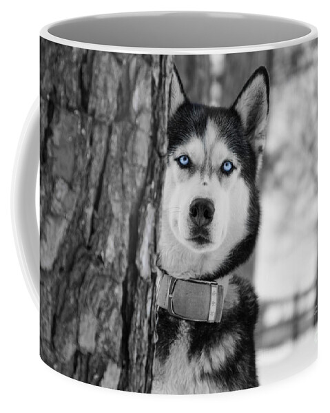 Husky Coffee Mug featuring the photograph My Baby Blue Eyes by Jennifer White