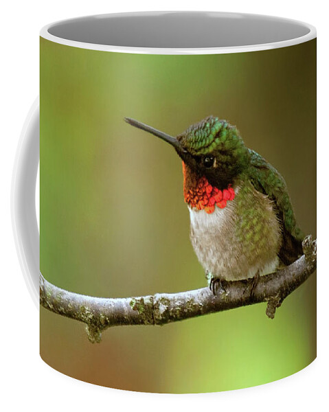 Bird Coffee Mug featuring the photograph My Best Side by Lara Ellis