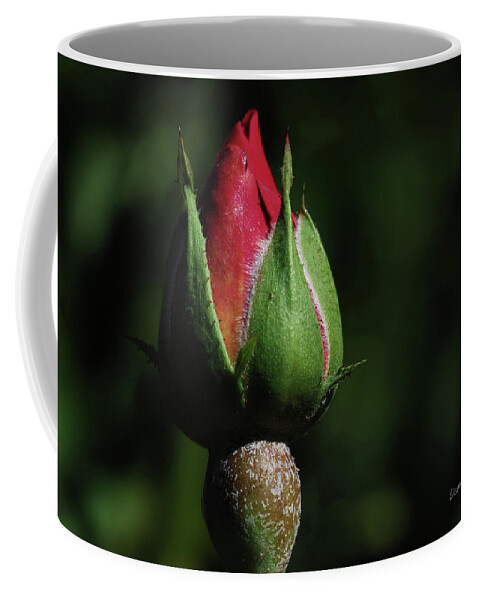 Rose Coffee Mug featuring the photograph My Bud by Donna Blackhall