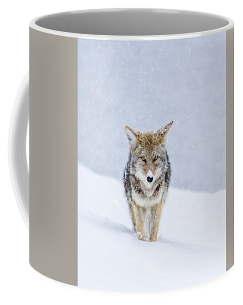 Coyote Coffee Mug featuring the photograph My Eyes Are On You by Yeates Photography