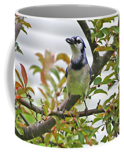 Bluejay Coffee Mug featuring the photograph My Reward by Deborah Benoit