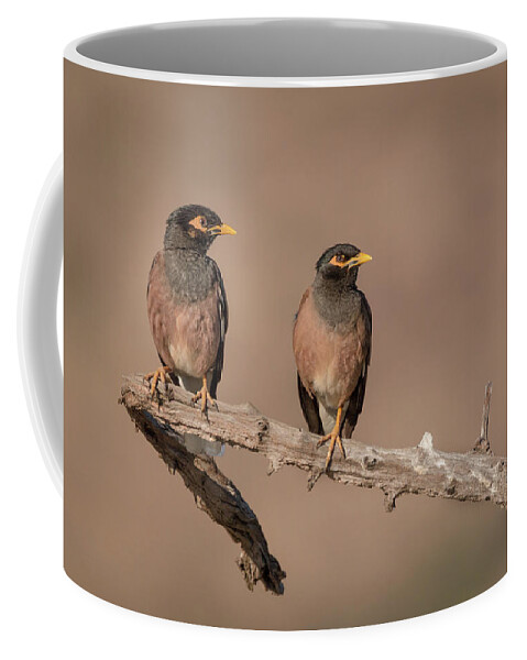 Acridotheres Tristis Coffee Mug featuring the photograph Myna Pair by James Capo