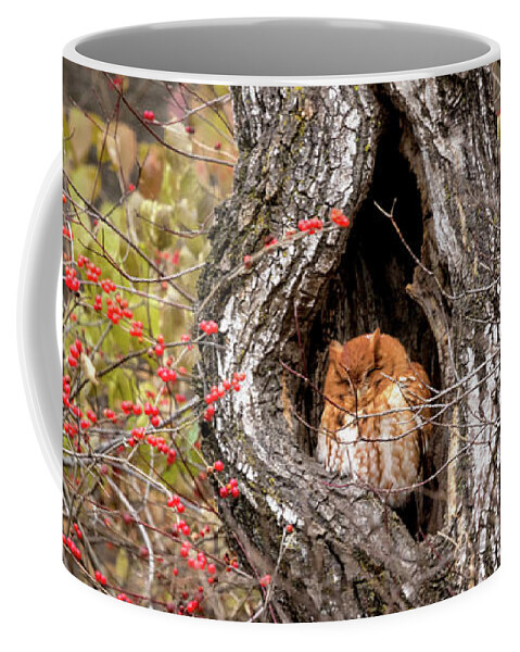 Owl Coffee Mug featuring the photograph Nap Time by Holly Ross