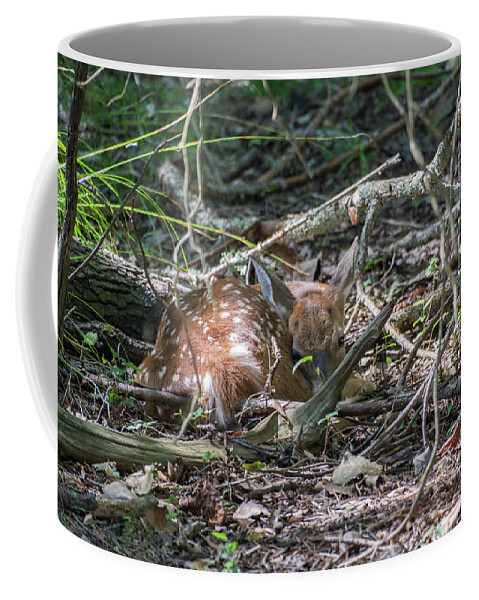 Animal Coffee Mug featuring the photograph Nap Time by John Benedict