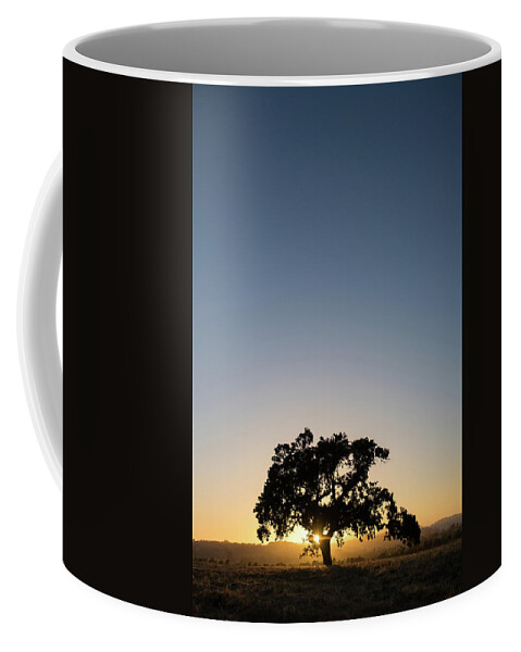 Napa Valley Oak Coffee Mug featuring the photograph Napa Valley Oak by Aileen Savage