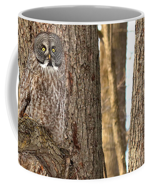 Owls Coffee Mug featuring the photograph Natural Habitat by Heather King