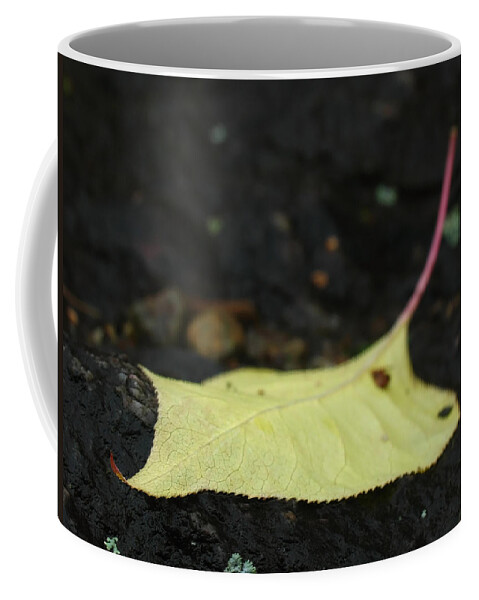 Tree Coffee Mug featuring the photograph Natural Wonder by Juergen Roth