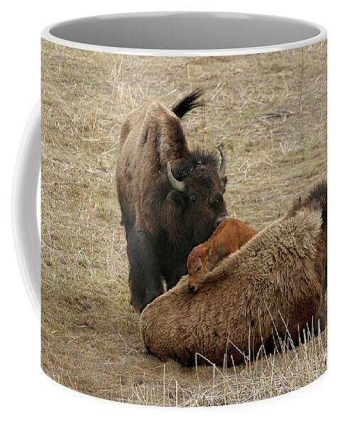 Bison Coffee Mug featuring the photograph Nature's Pillow Top by Ronnie And Frances Howard
