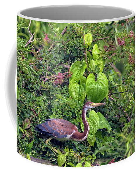 Herons Coffee Mug featuring the photograph Natures Wildlife Paradise by DB Hayes