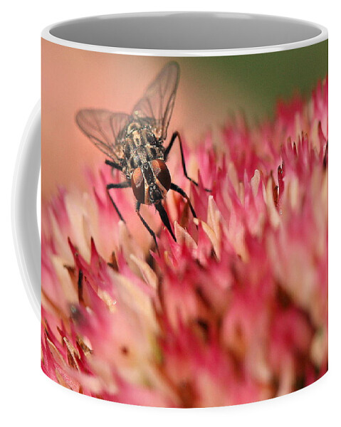 Fly Coffee Mug featuring the photograph Nectar Hunt by Angela Rath