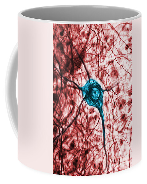 Cell Coffee Mug featuring the photograph Neuron, Tem by Science Source