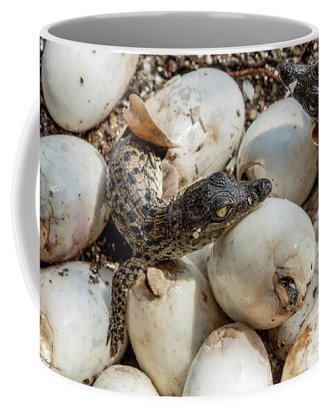 Danger Coffee Mug featuring the photograph Welcome to the world by Arik Baltinester
