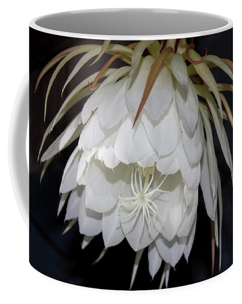 Botanical Coffee Mug featuring the photograph Night Blooming Cereus II by Alana Thrower