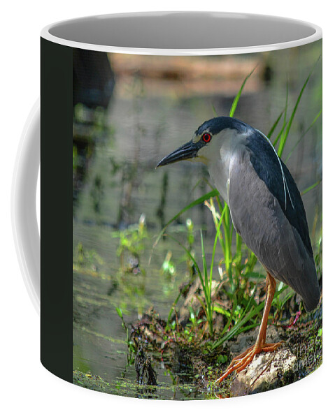 Bird Coffee Mug featuring the photograph Night Heron by Barry Bohn