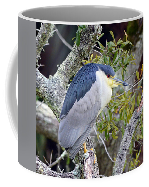 Black-crowned Night Heron Coffee Mug featuring the photograph Night Heron by Carla Parris