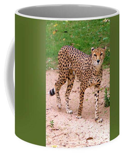 Animal Nature Coffee Mug featuring the photograph North African Cheetah by Stephen Melia