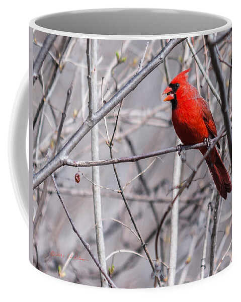 Heron Heaven Coffee Mug featuring the photograph Northern Cardinal Feeding by Ed Peterson