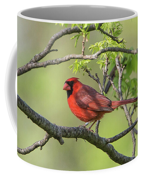 Ronnie Maum Coffee Mug featuring the photograph Northern Cardinal with Bracelet by Ronnie Maum