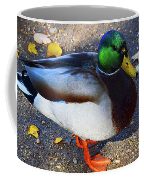 American Coffee Mug featuring the photograph Northern Male Mallard Duck by Robyn King