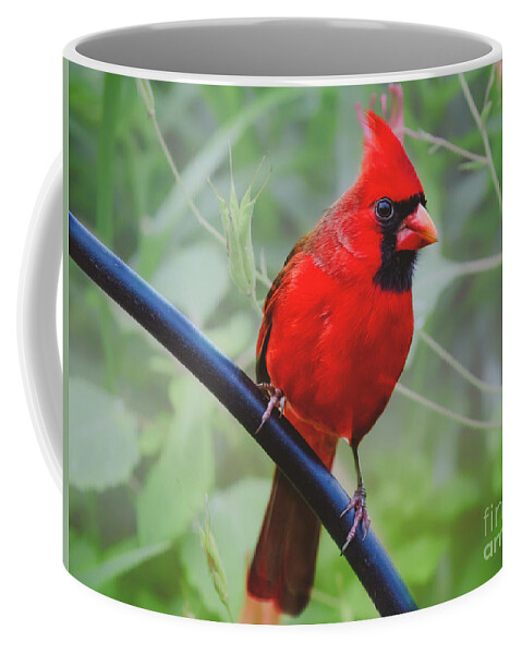 Northern Cardinal Coffee Mug featuring the photograph Northern Male Red Cardinal Bird by Peggy Franz