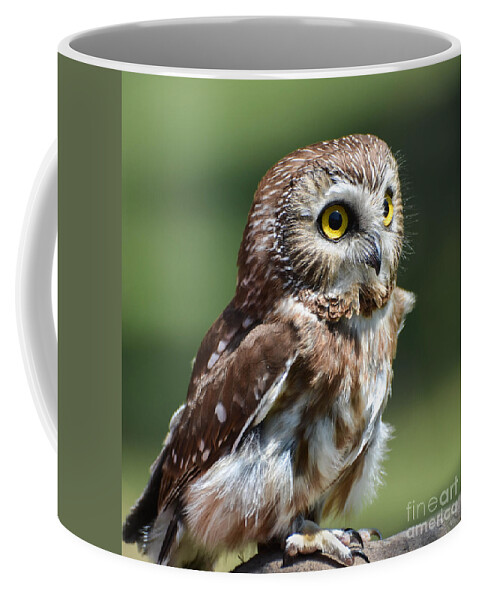 Owl Coffee Mug featuring the photograph Northern Saw Whet Owl by Amy Porter