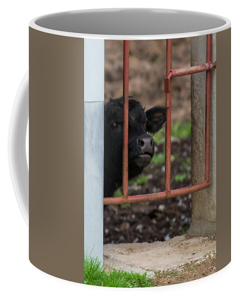 Black Coffee Mug featuring the photograph Nosey Calf by Holden The Moment