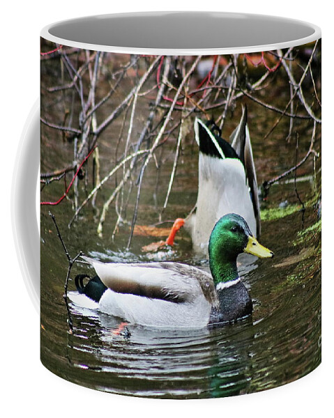 Duck Coffee Mug featuring the photograph Not A Care by Erick Schmidt