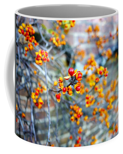 Oriental Bittersweet Berries Coffee Mug featuring the photograph Oriental Bittersweet Berries in a November Garden by Rachel Morrison